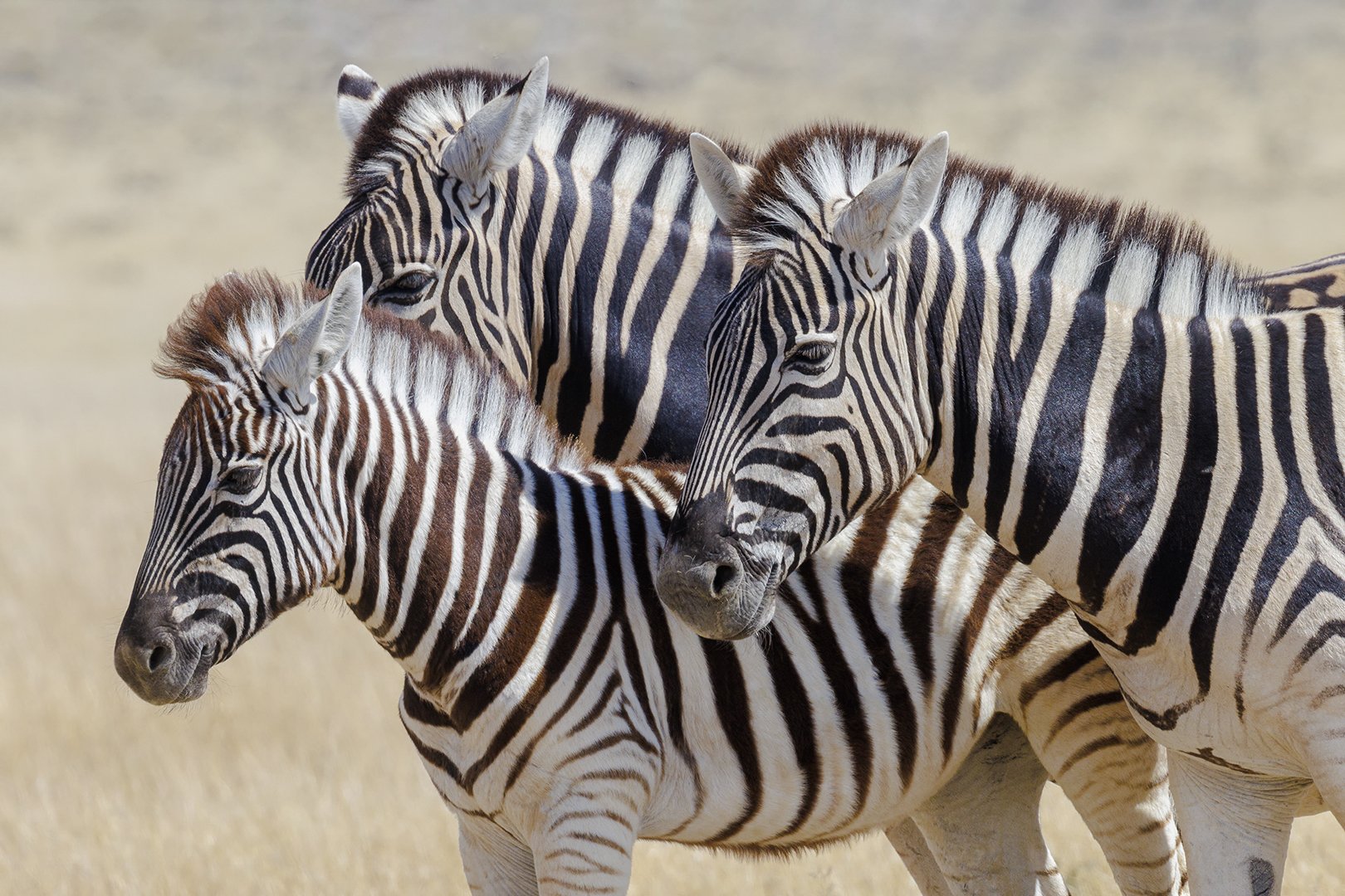 Plains Zebra Portrait