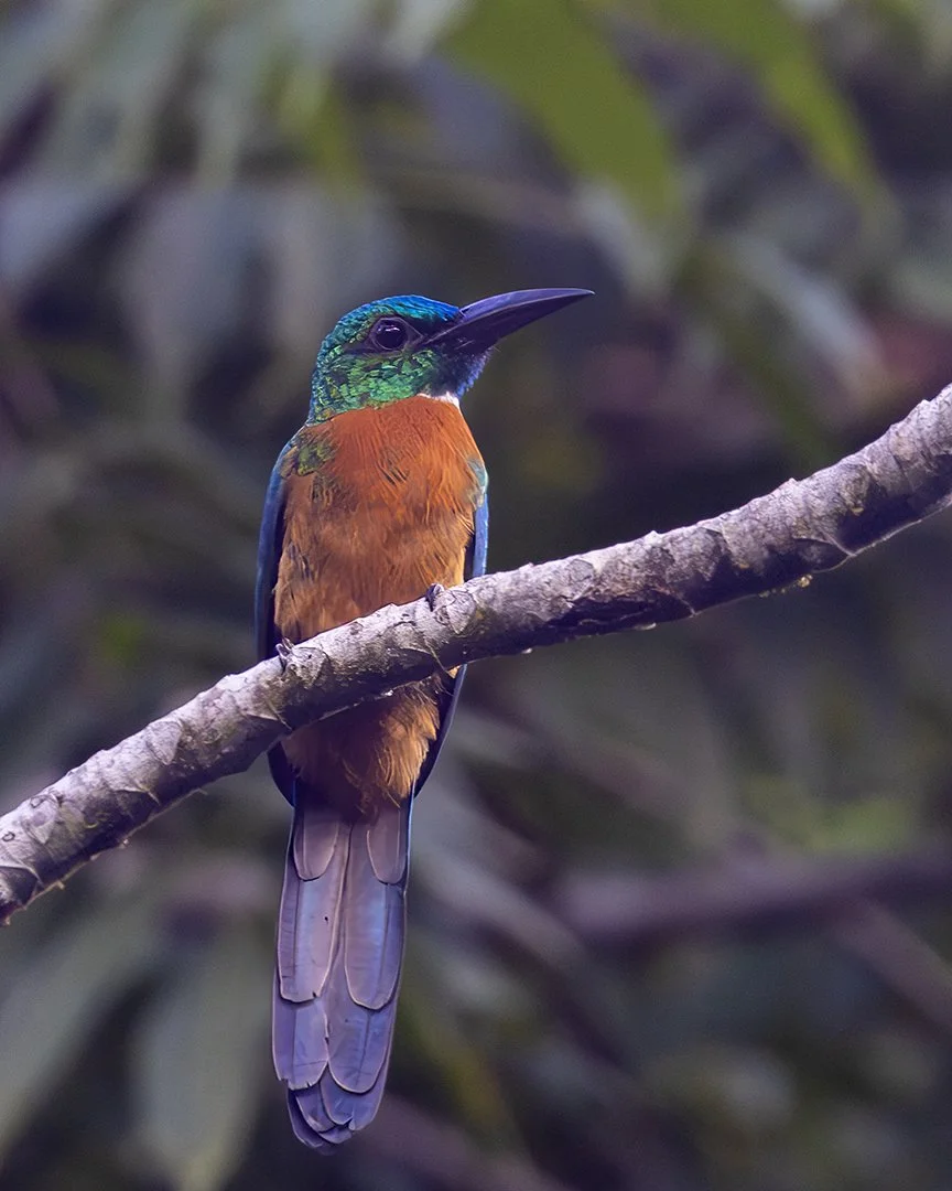 Great Jacamar