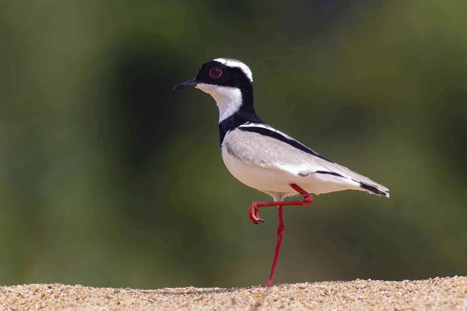 Pied Plover
