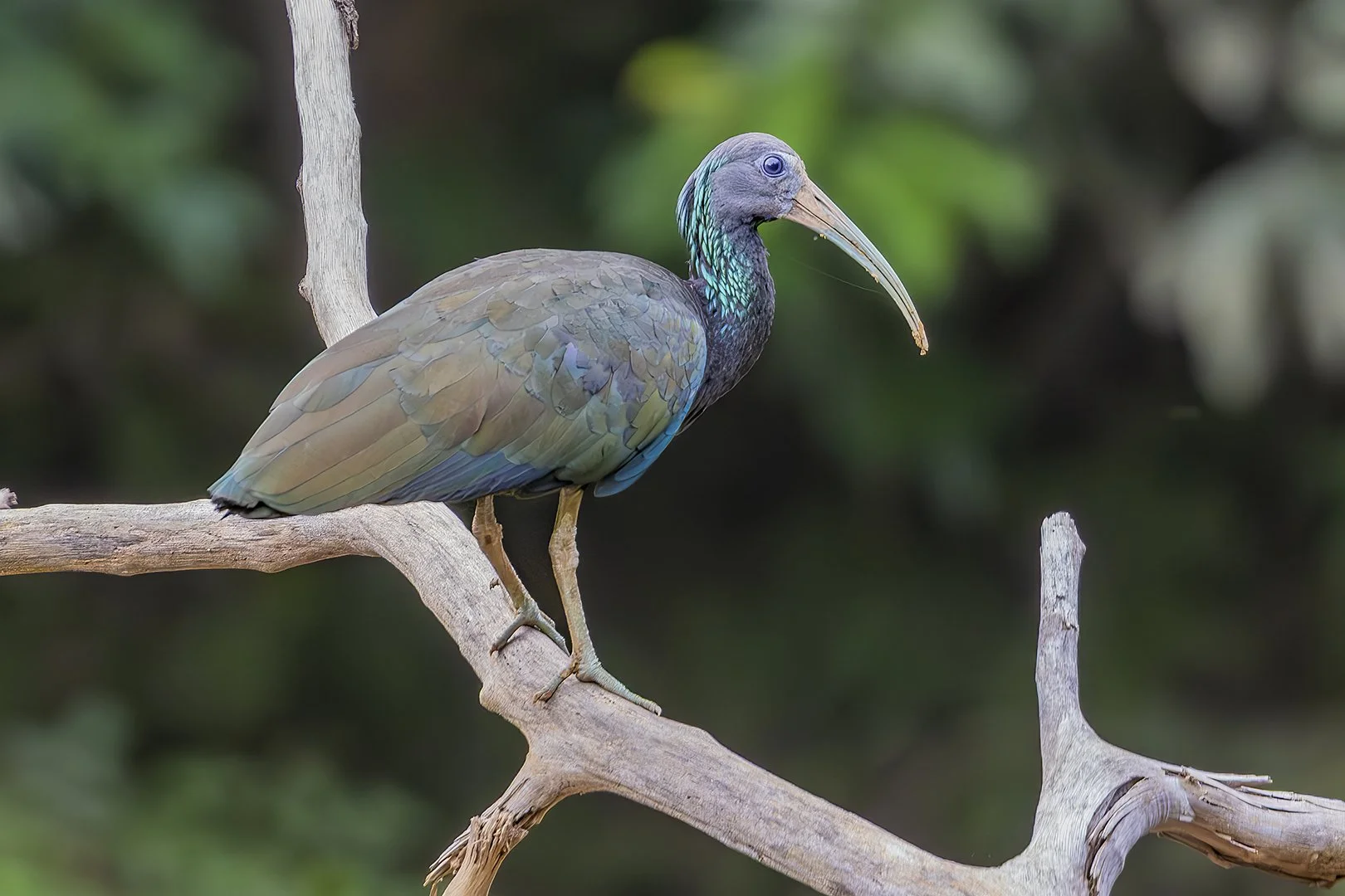 Green Ibis