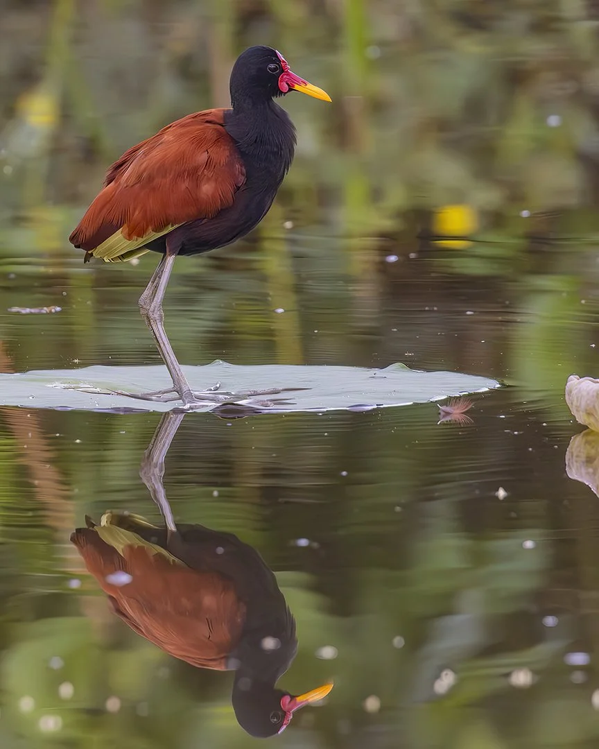 Wattled Jacana