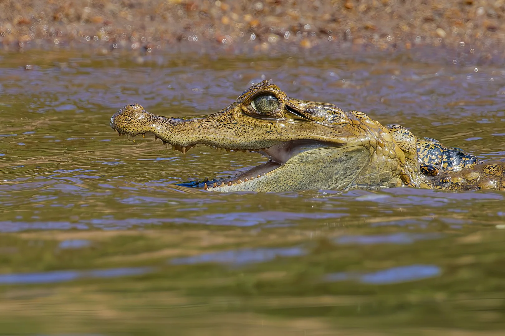 Spectacled Caiman Portrait