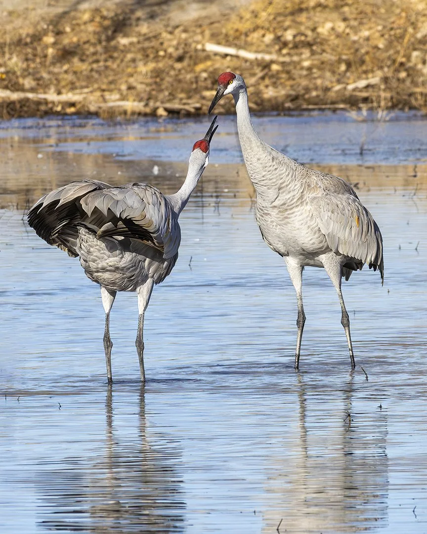 Sandhill Crane