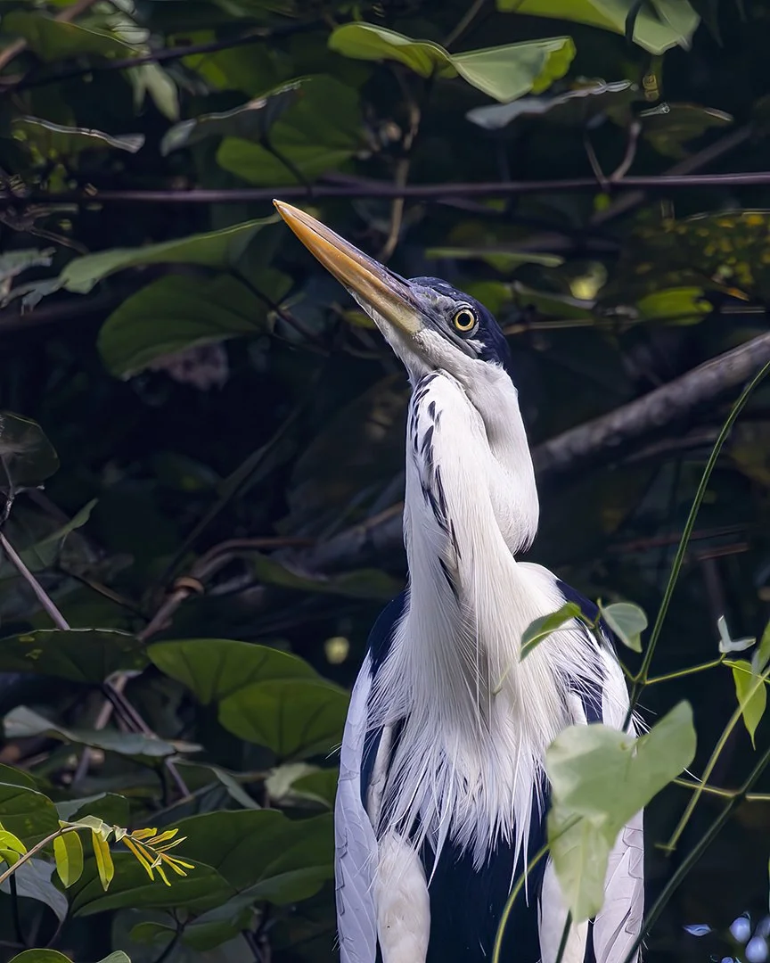 Cocoi Heron Portrait