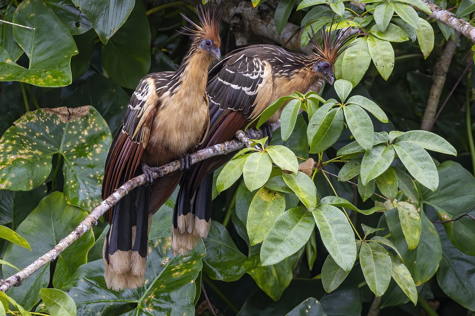 Hoatzin