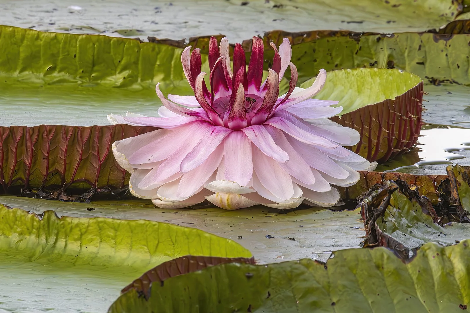 Water Lily
