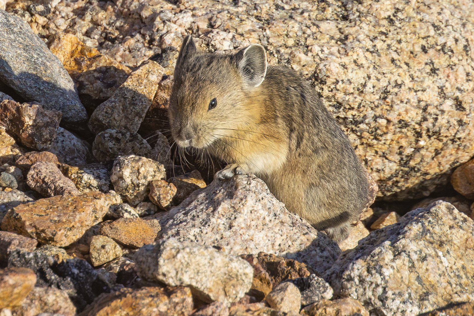 American Pika