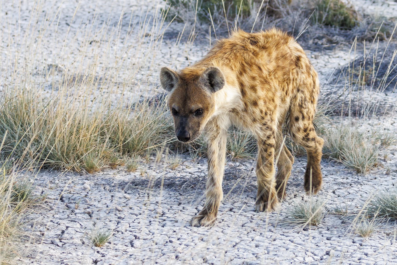 Spotted Hyena