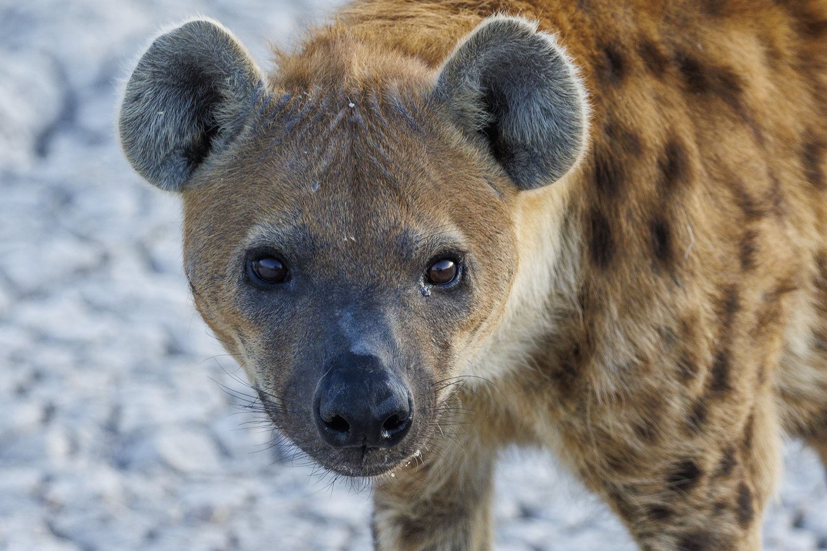Spotted Hyena Portrait