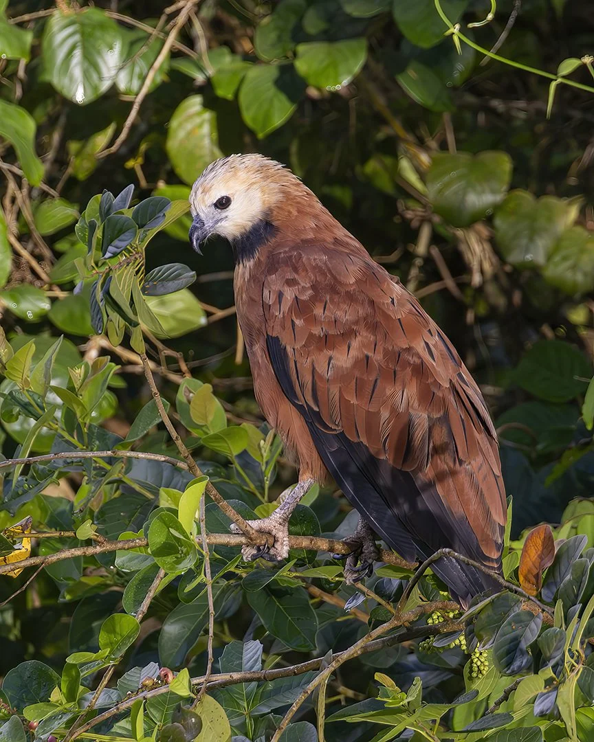 Black-collared Hawk