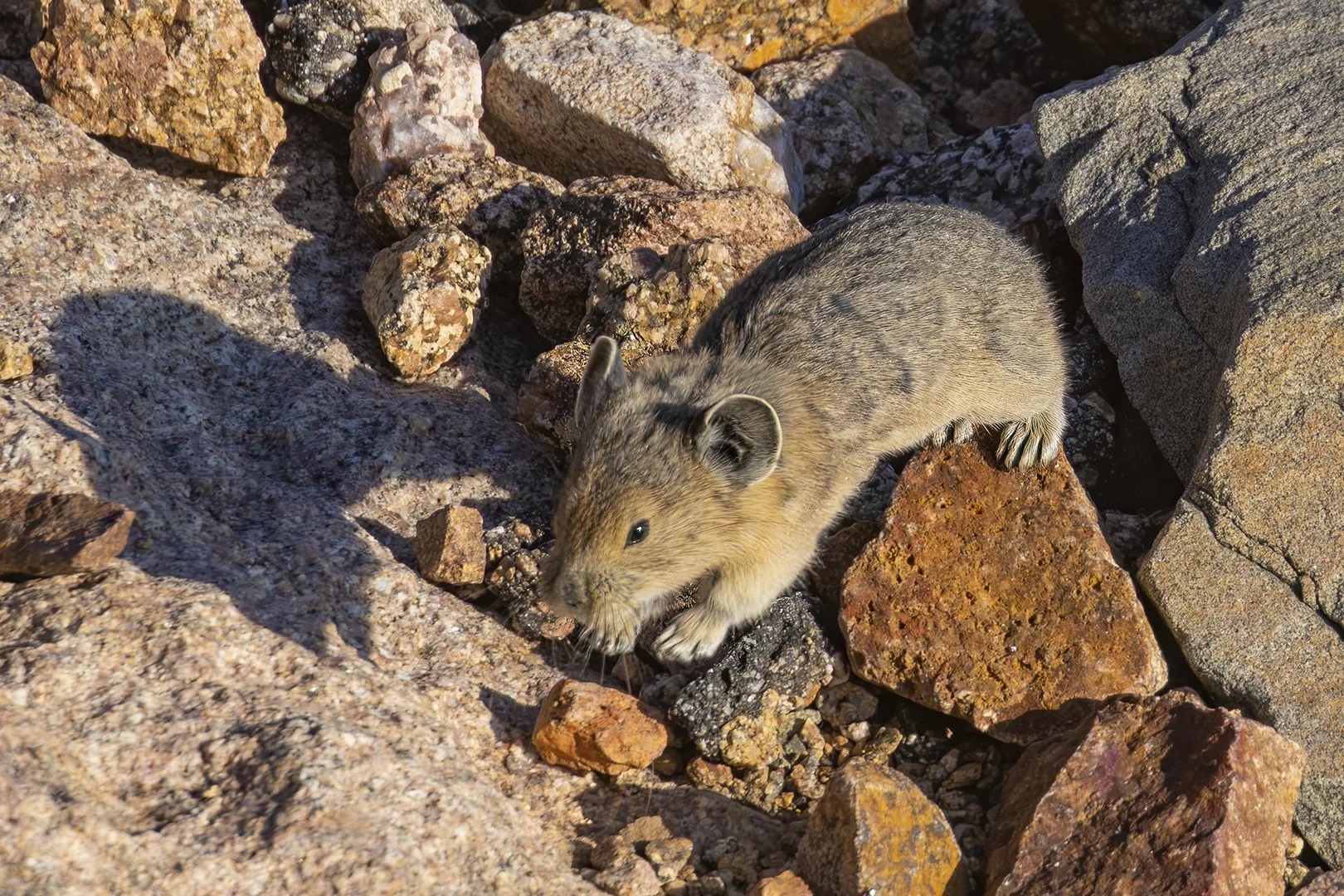 American Pika