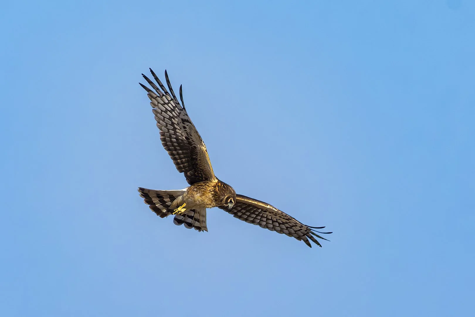 20260327_2644_Northern_Harrier.jpg