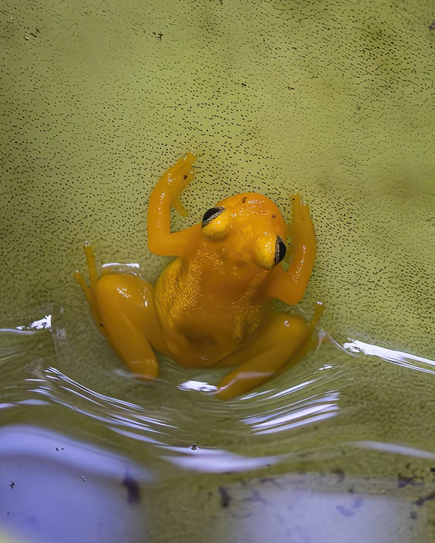 Golden Rocket Frog