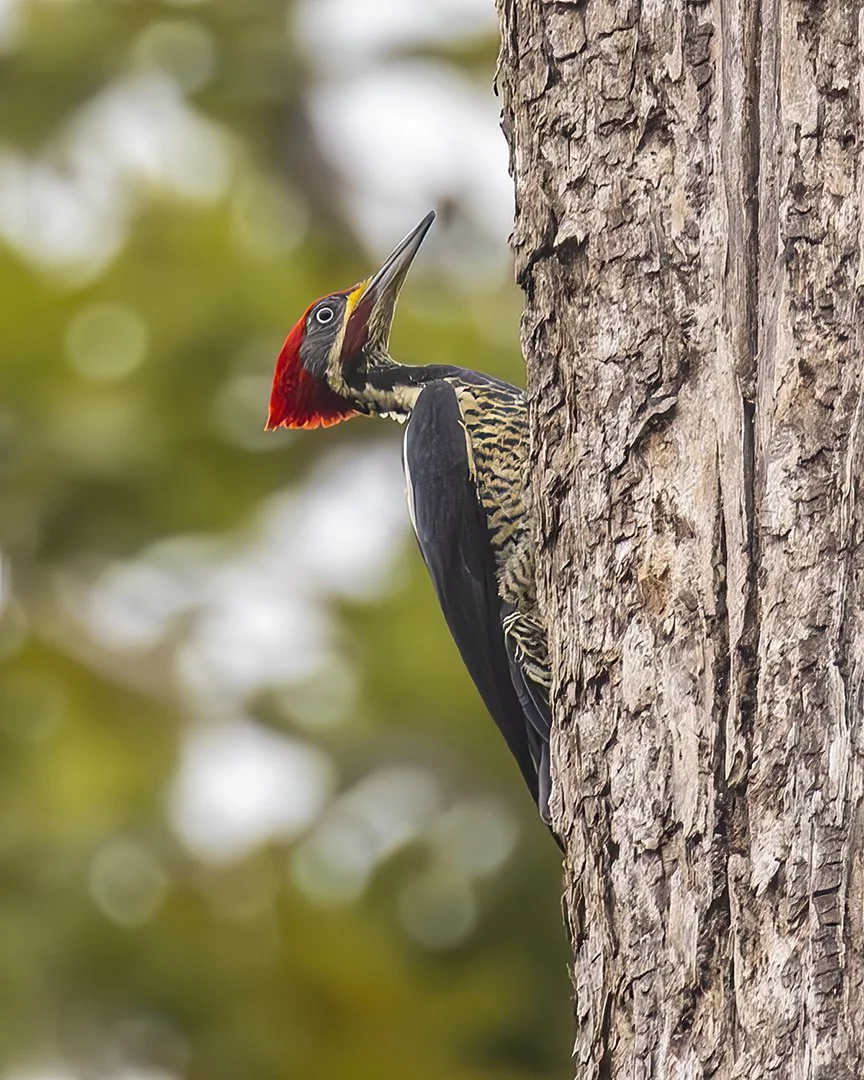 Lineated Woodpecker