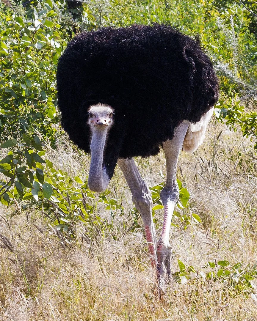 Male Ostrich