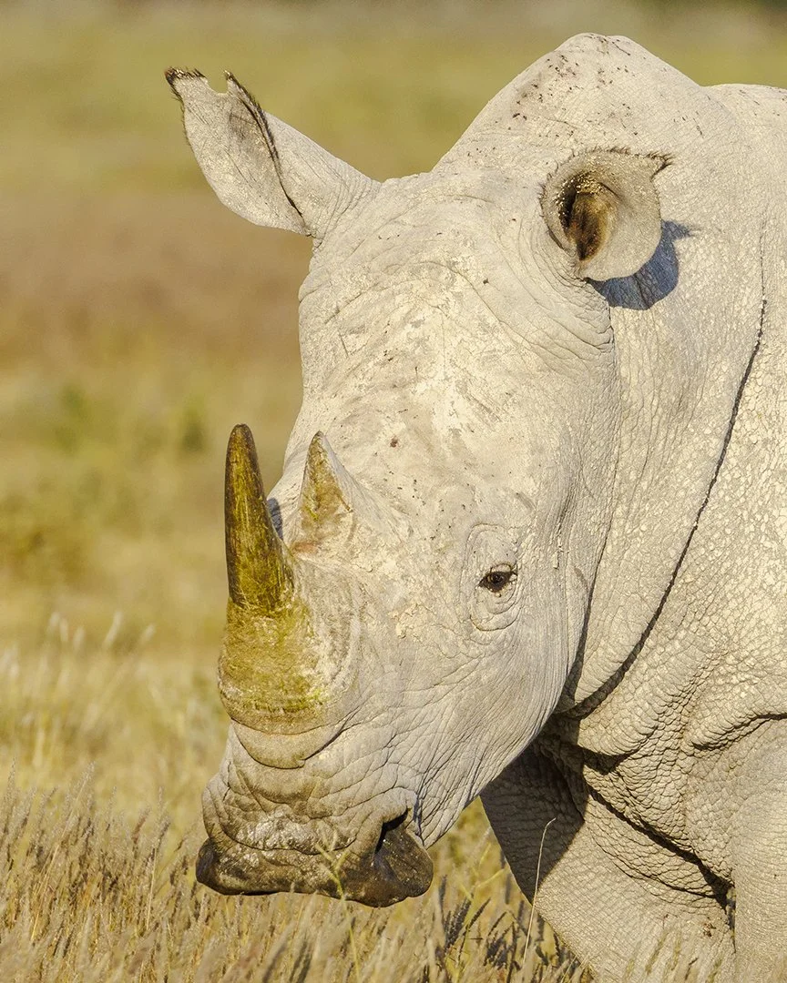 White Rhinoceros Portrait