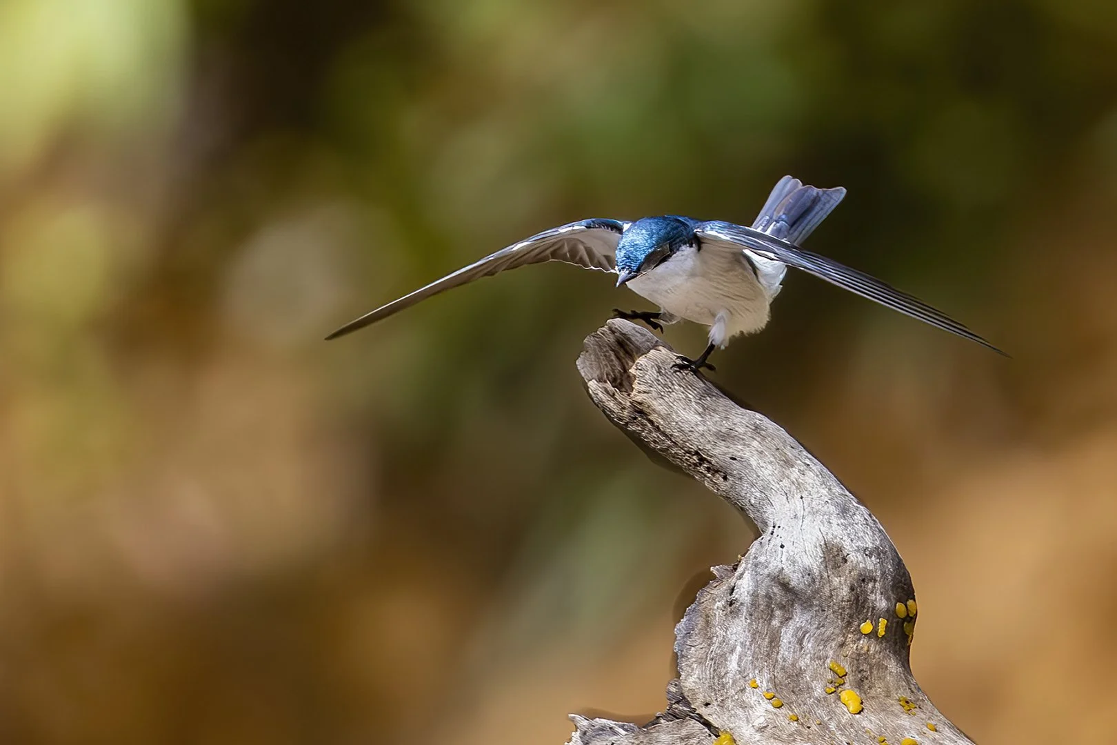 White-winged Swallow