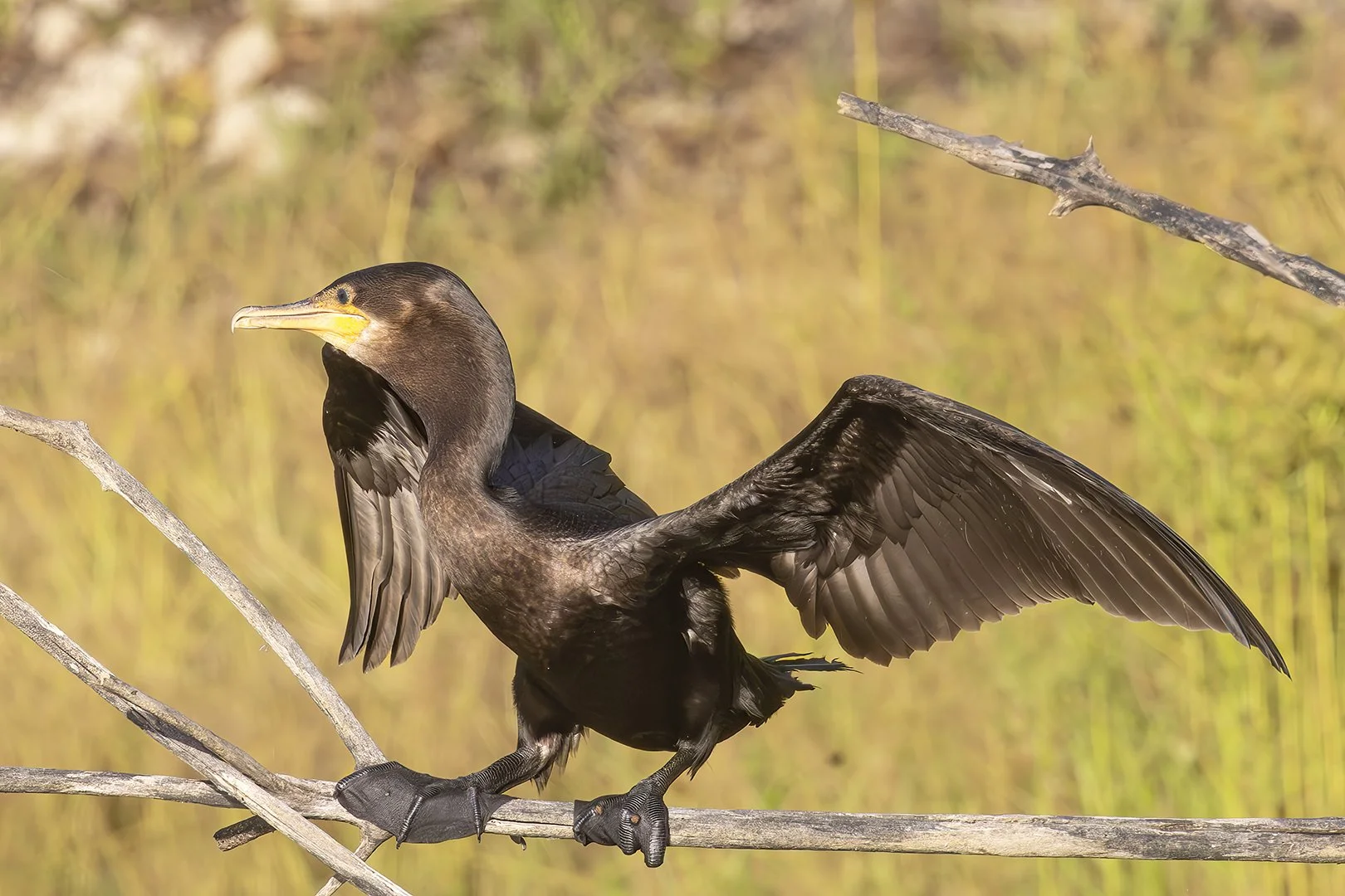 Neotropic Cormorant