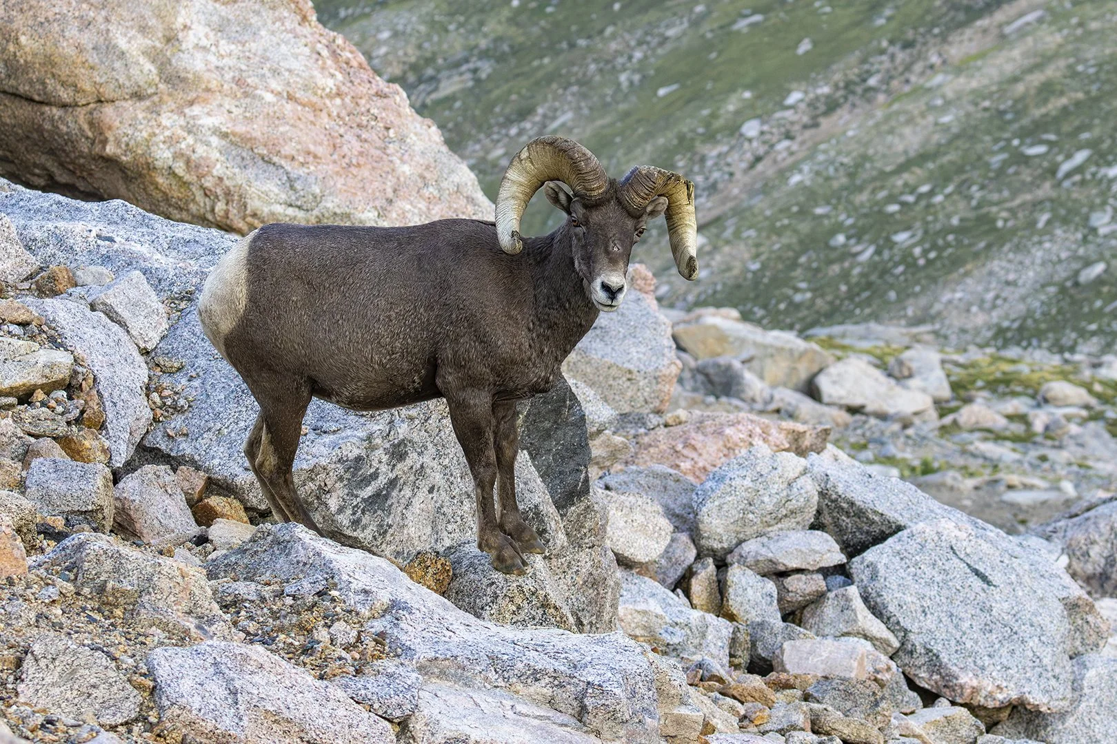 Male Rocky Mountain Sheep