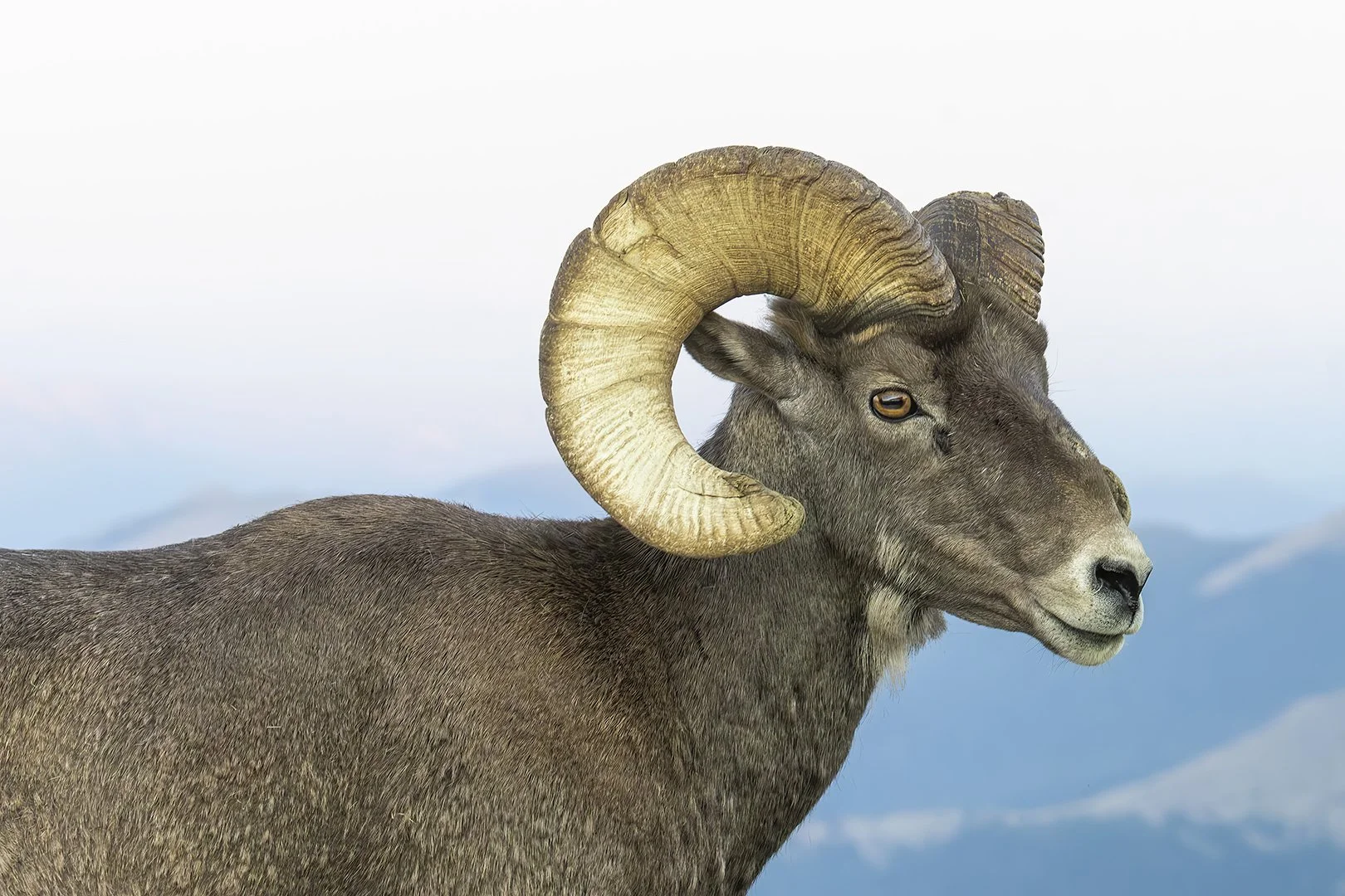 Male Rocky Mountain Sheep Portrait