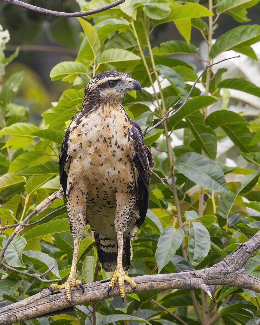 Juvenile Great Black Hawk