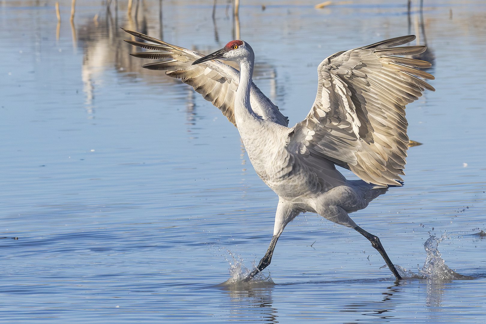 Sandhill Crane