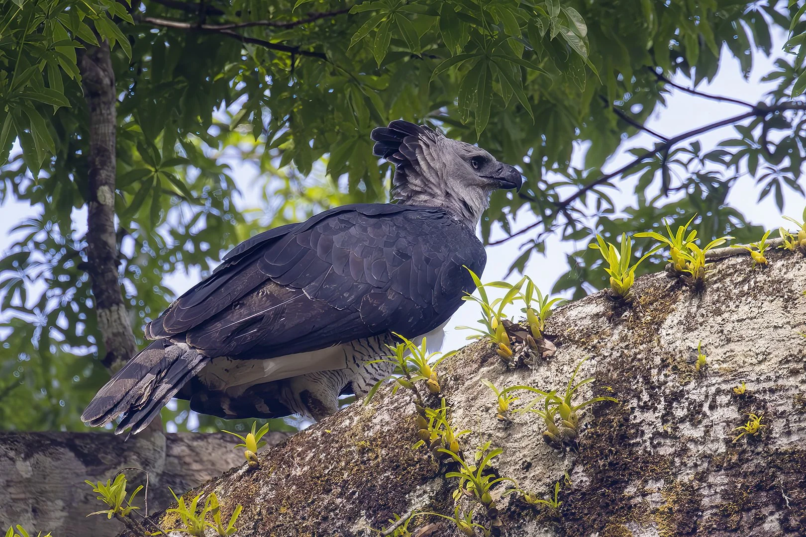 Harpy Eagle