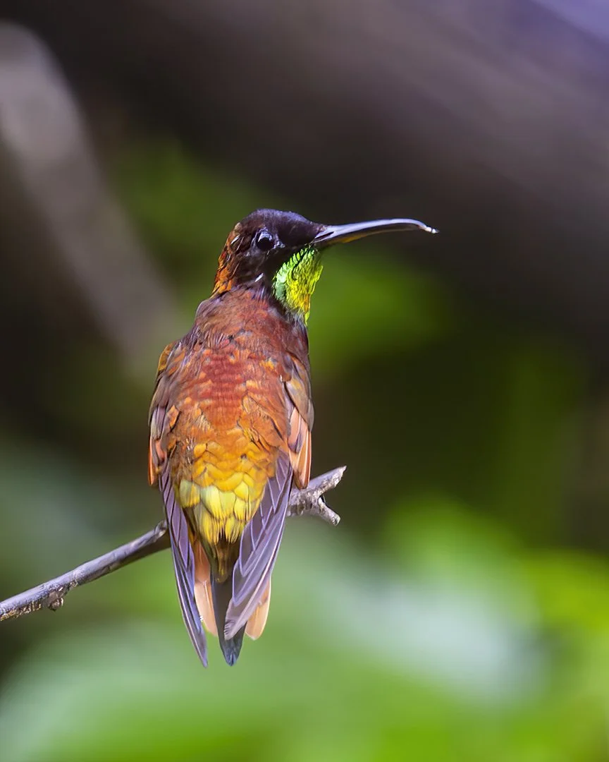 Crimson Topaz Humingbird
