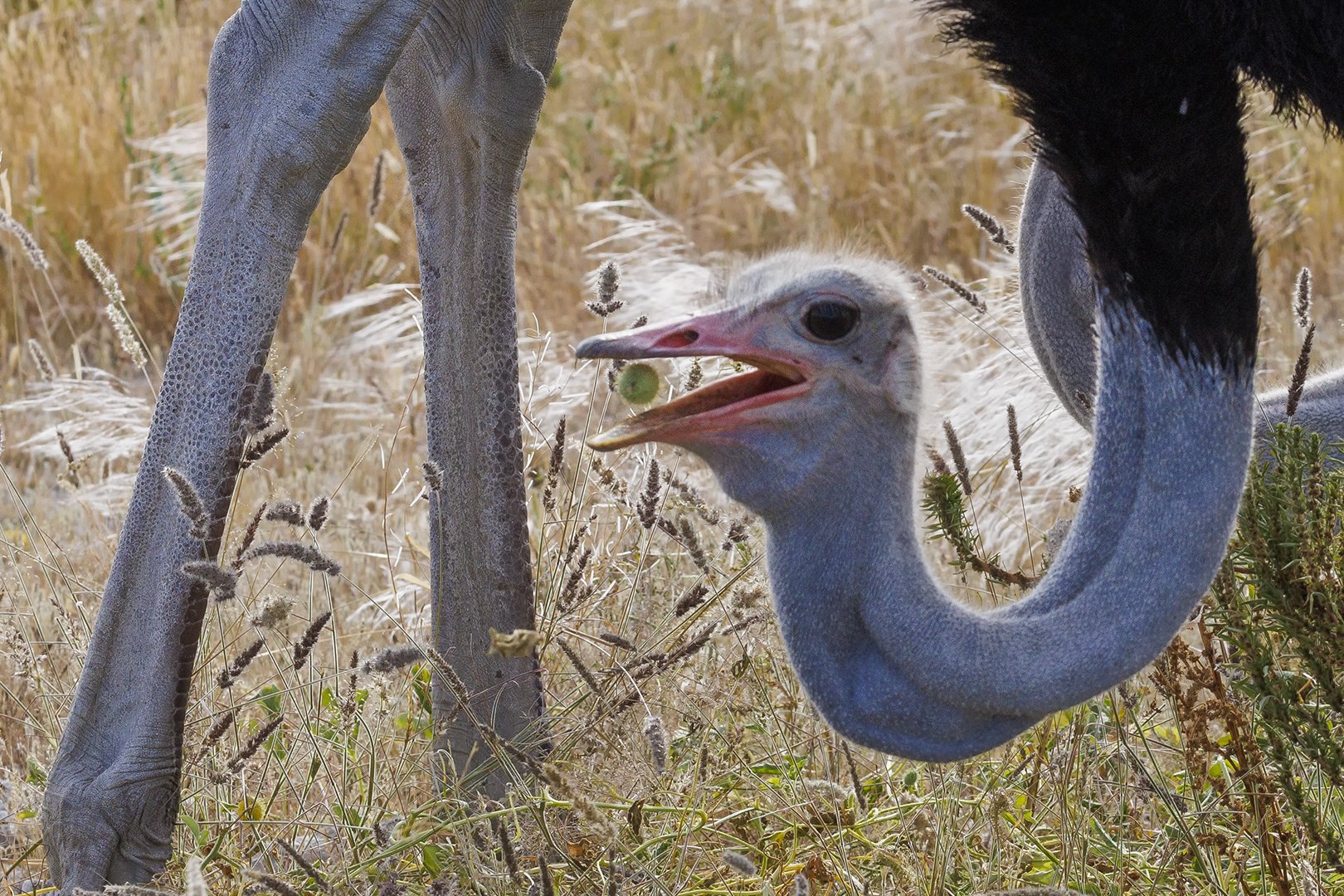Ostrich Portrait