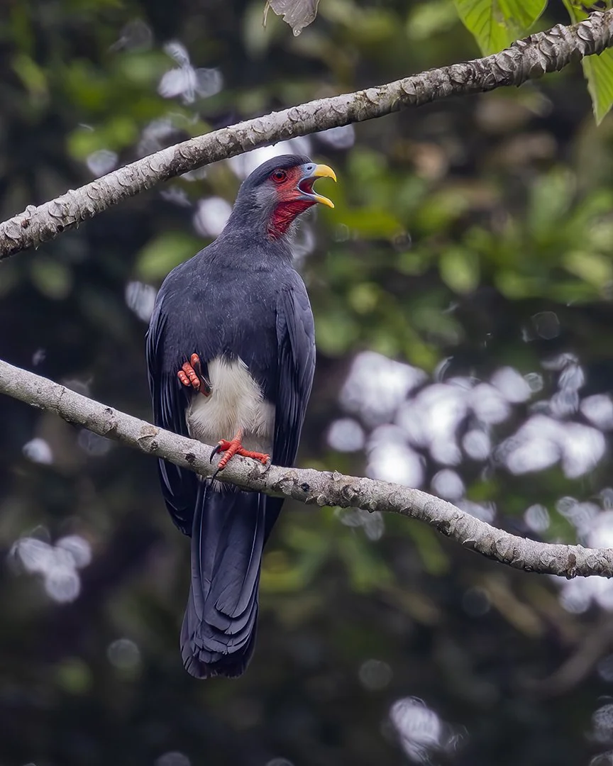 Red-throated Caracara