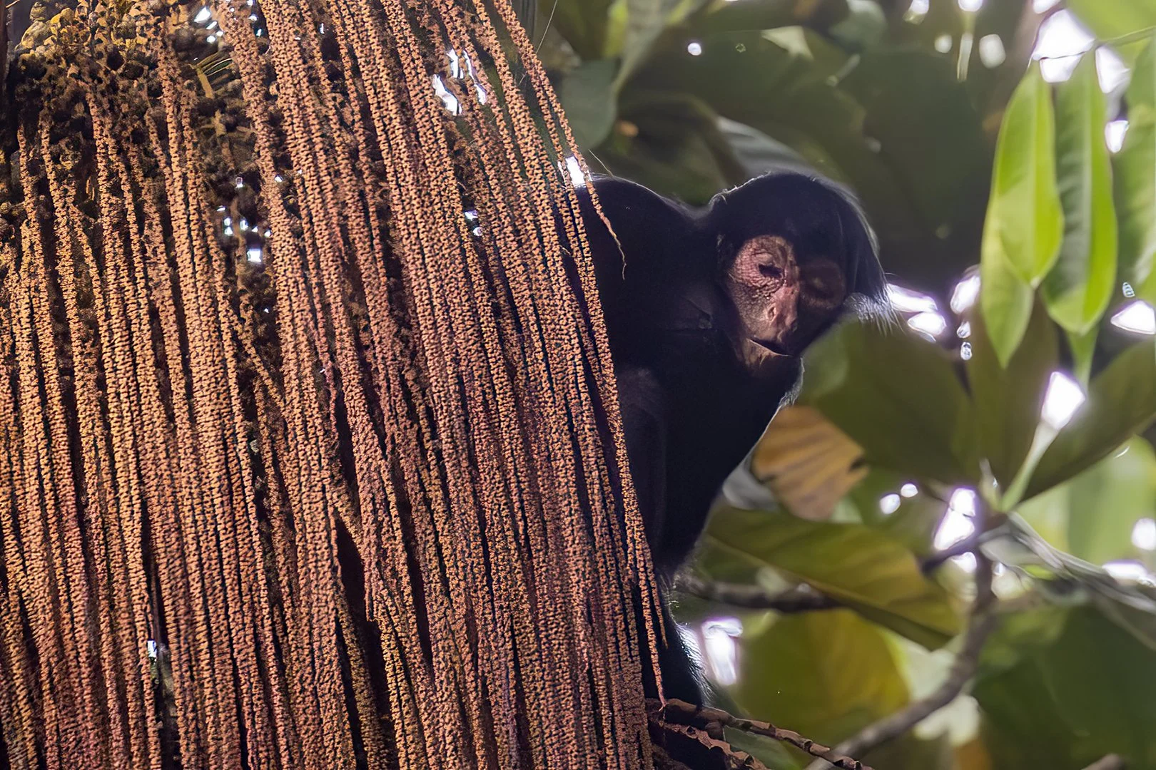 Black Spider Monkey Portrait