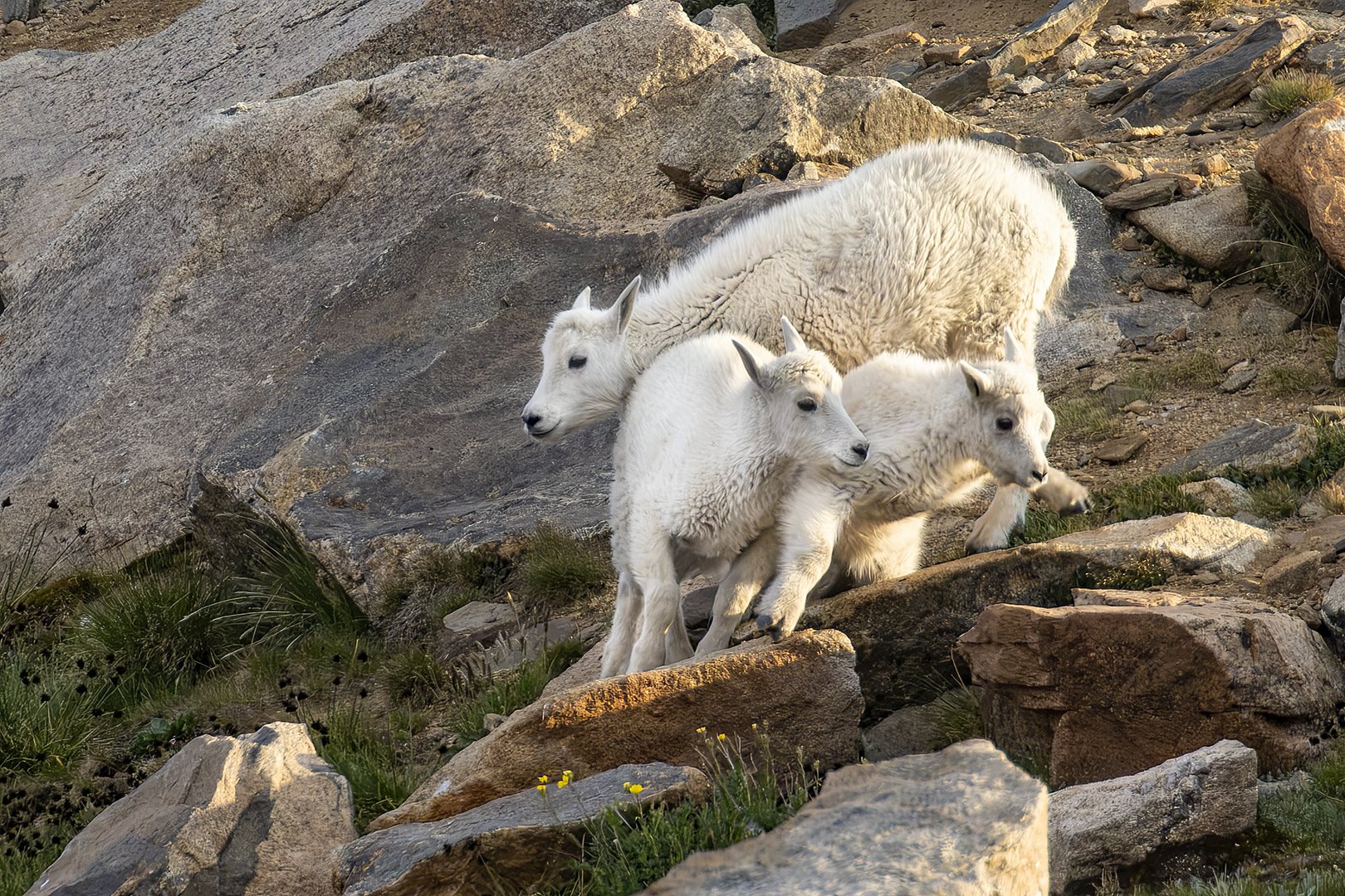 Juvenile Mountain Goat