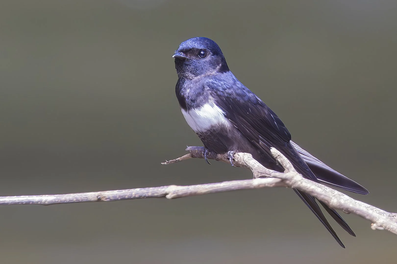White-banded_Swallow