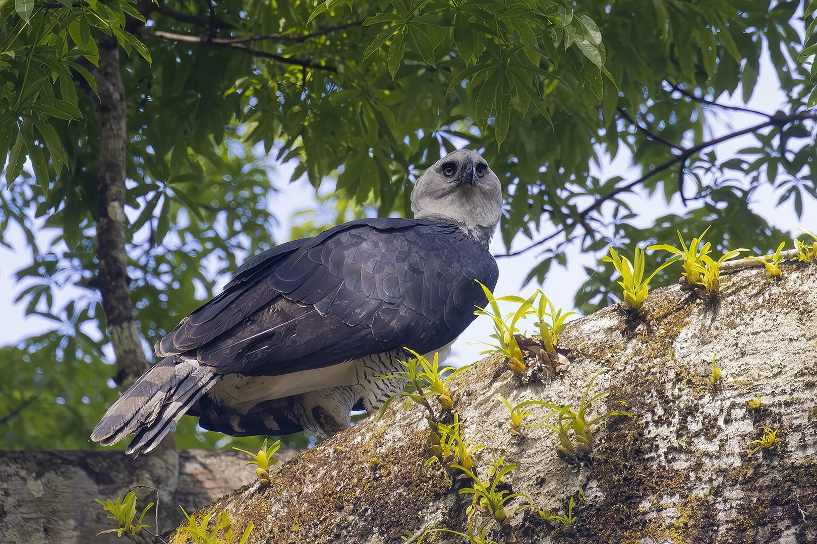 Harpy Eagle