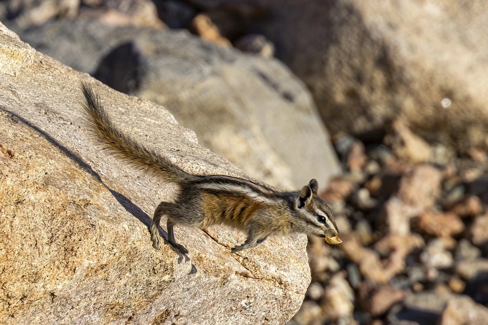 Least Chipmunk