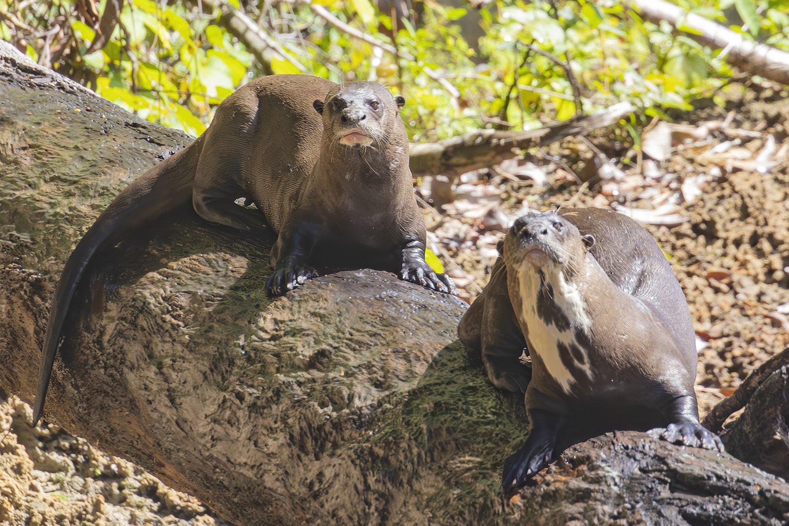 Giant River Otter