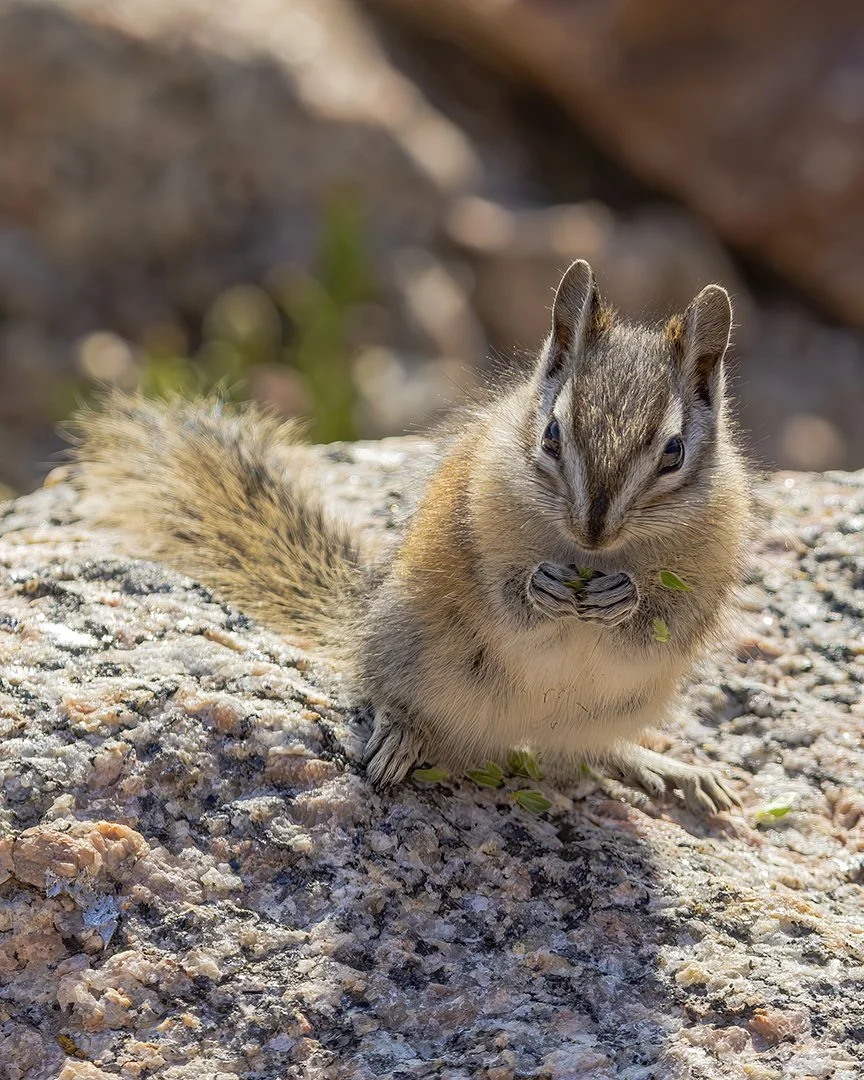 Least Chipmunk