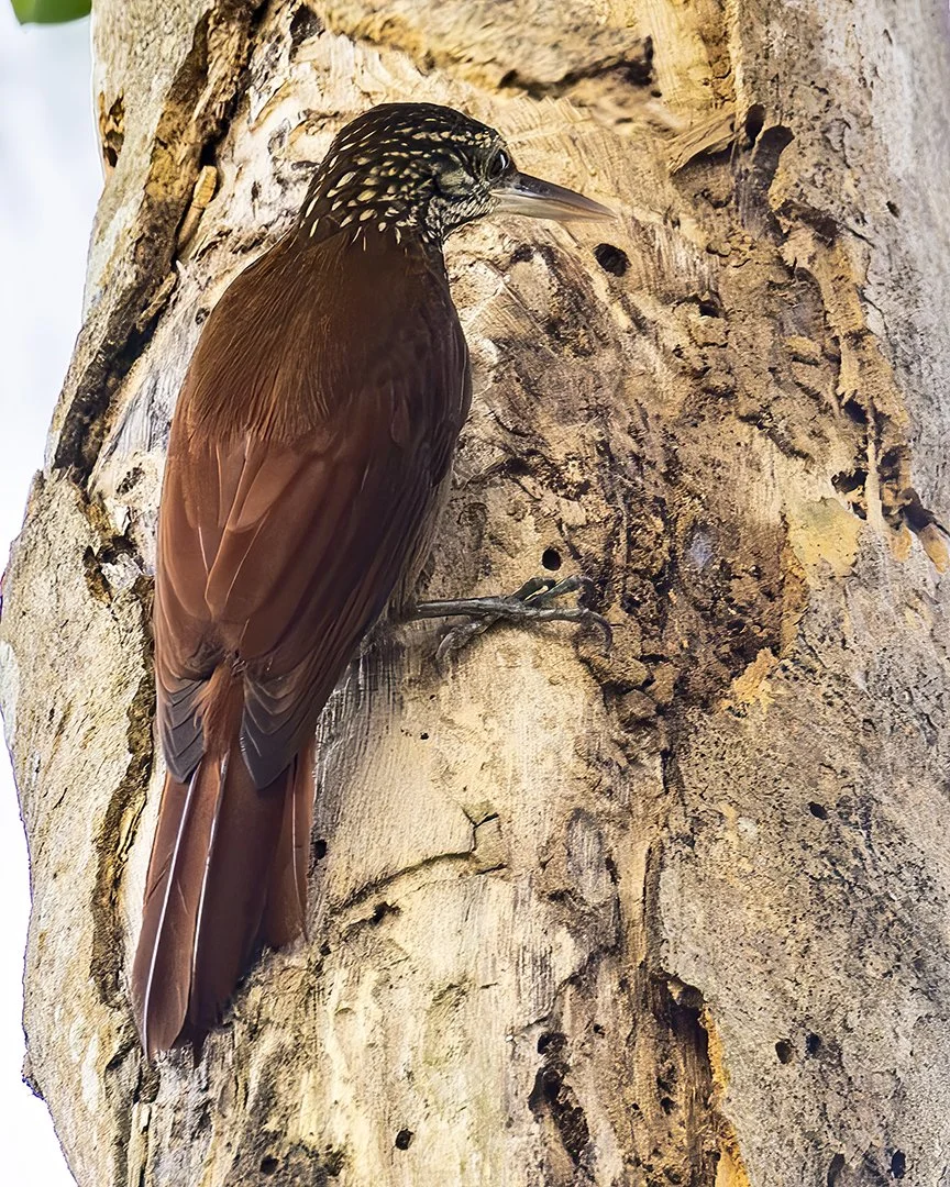 Straight-billed Woodcreeper