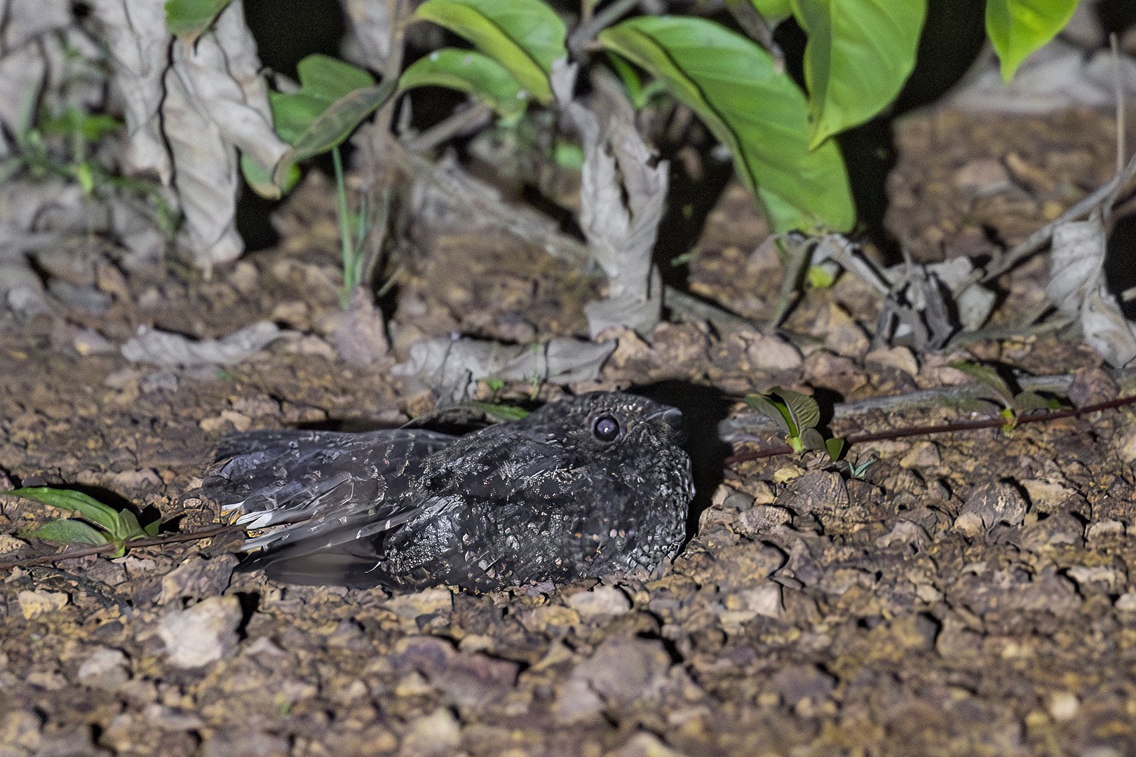 Blackish Nightjar
