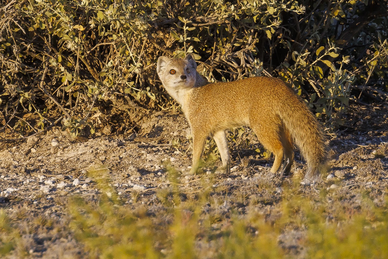 Yellow Mongoose