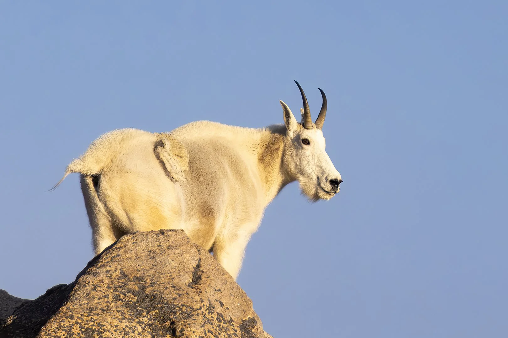 Mountain Goat