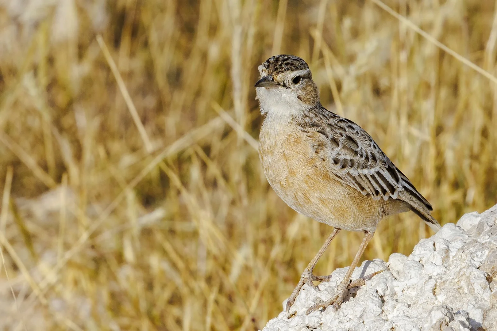 Spike-heeled Lark 