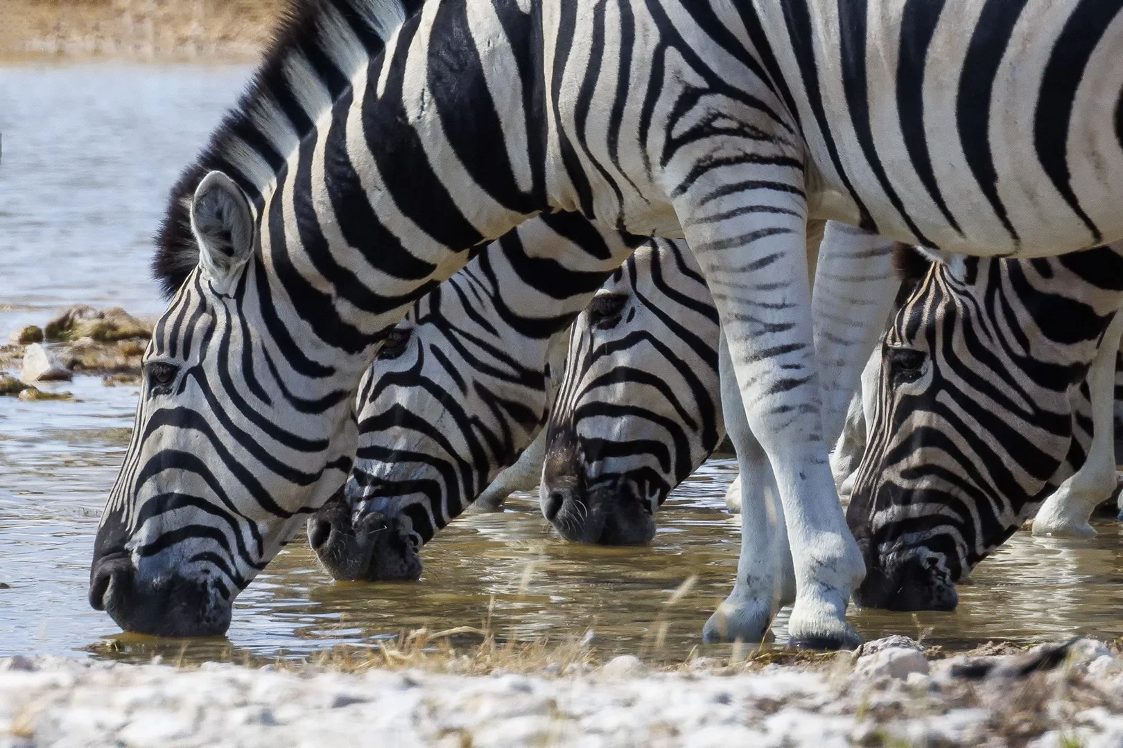 Plains Zebra Portrait