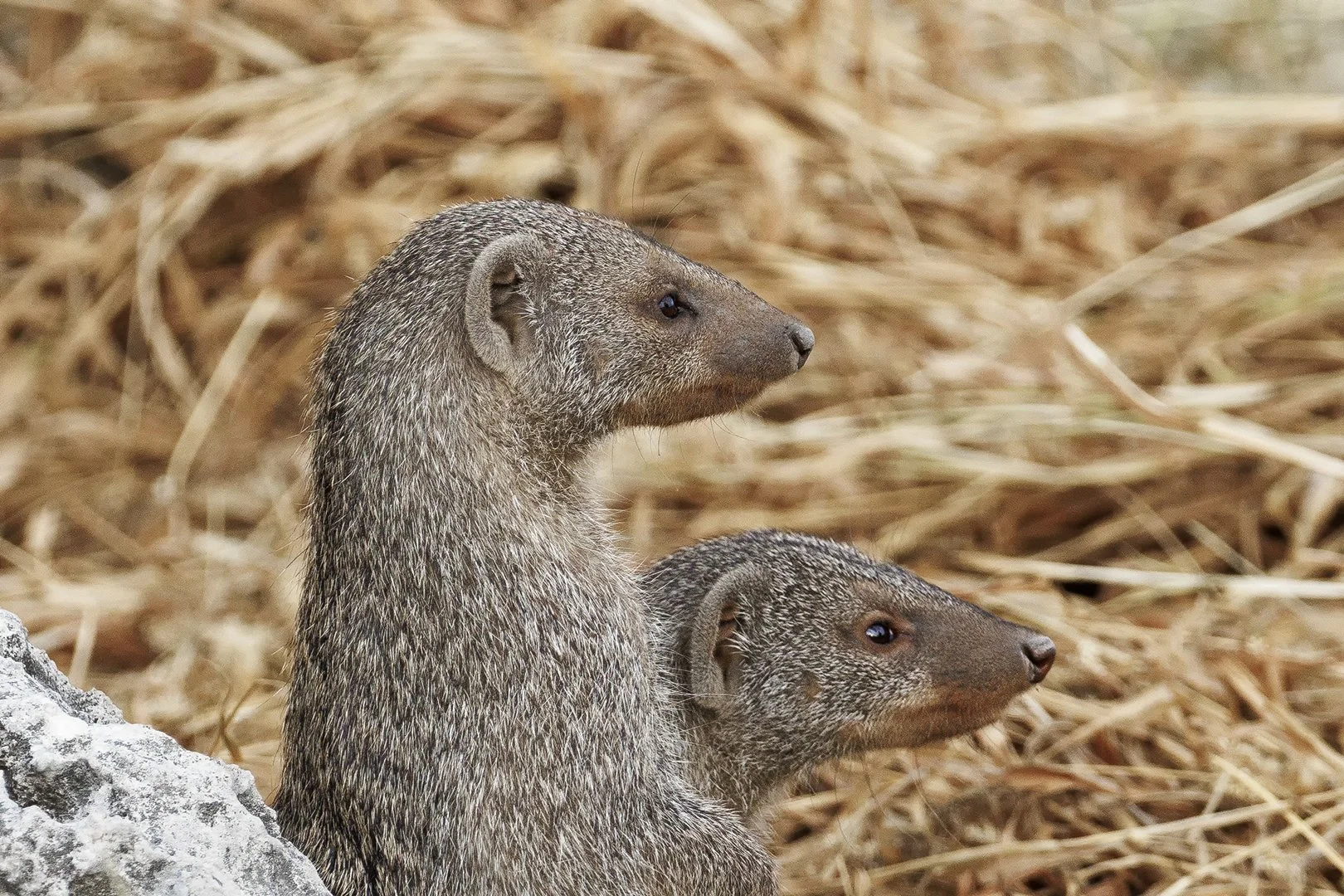 Banded Mongoose Portrait