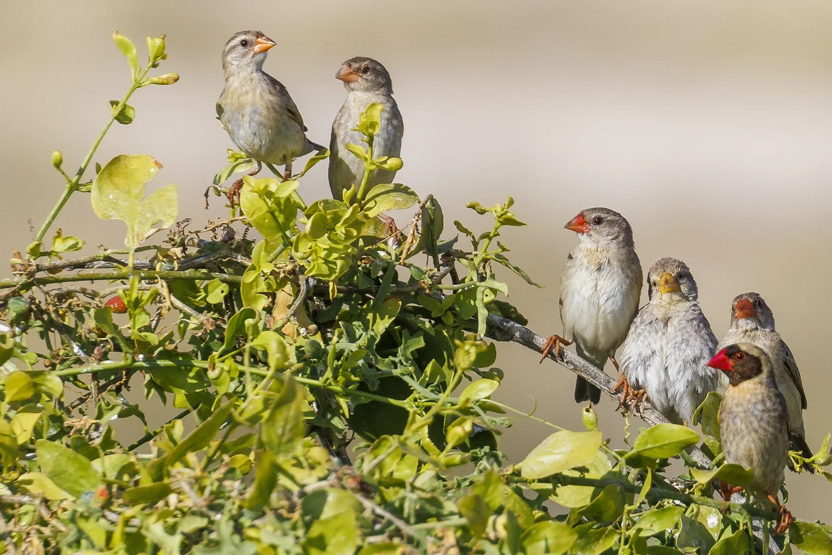 Red-billed Quelea