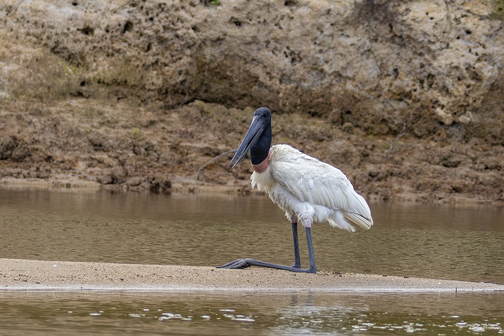 Jabiru