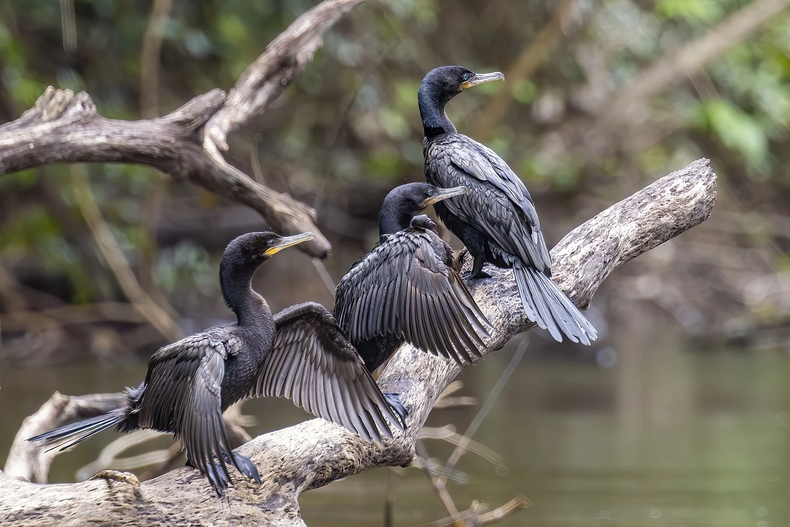 Neotropic Cormorant