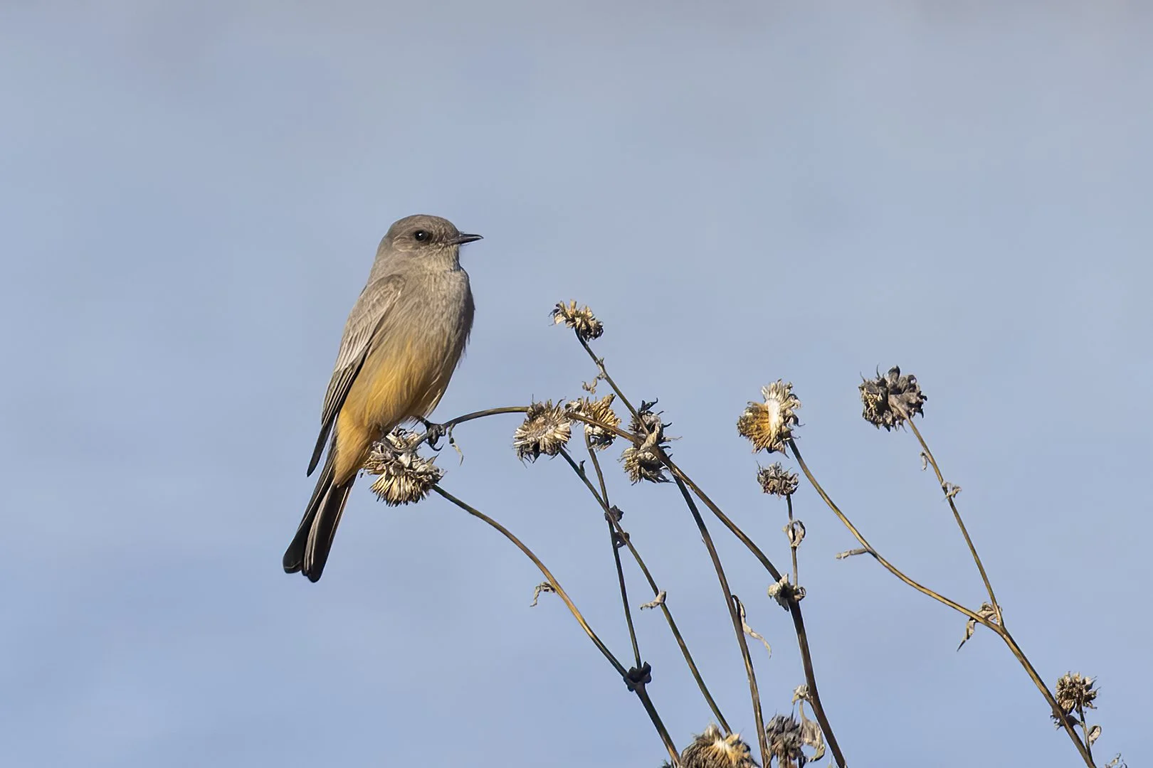 Say's Phoebe