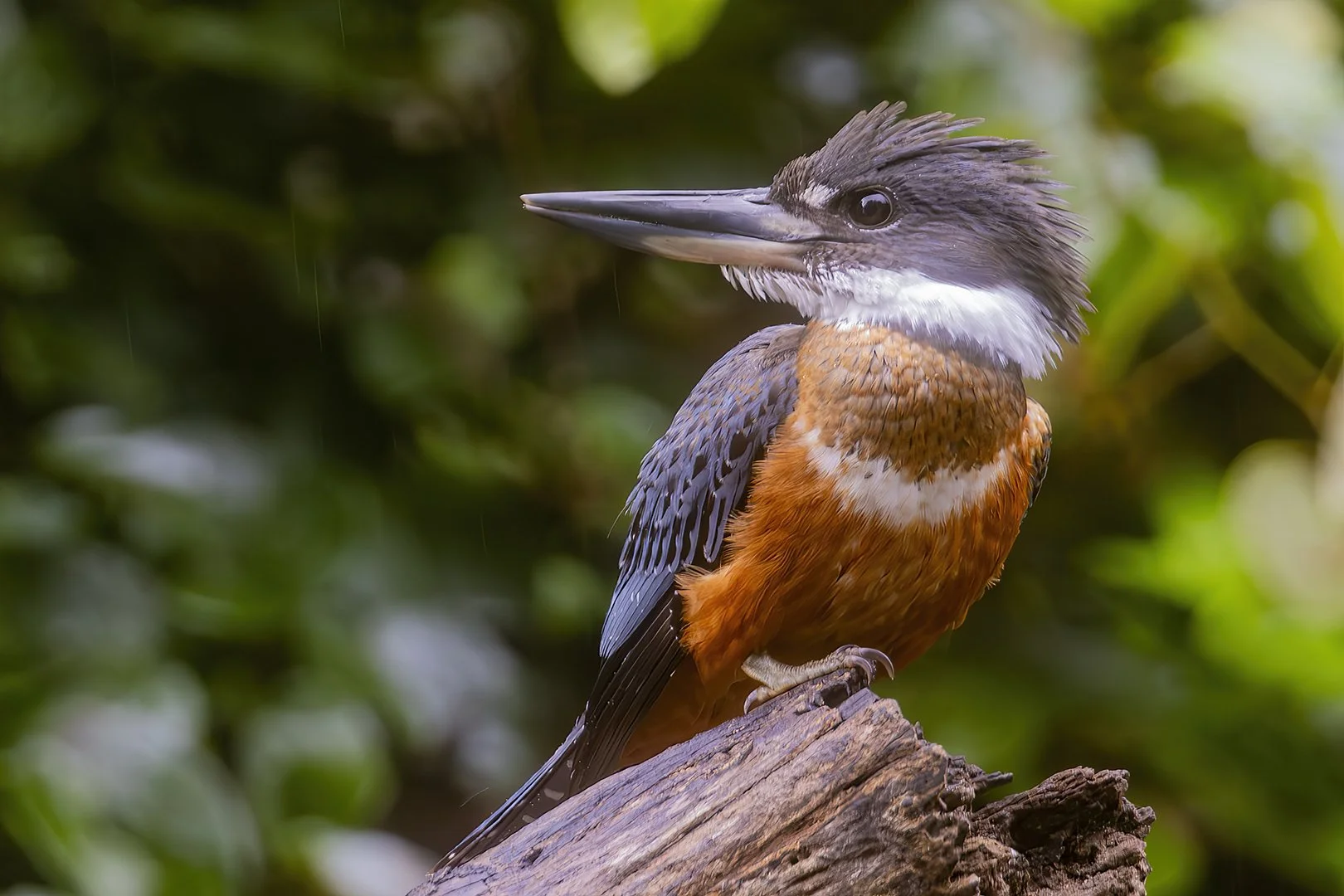 Ringed Kingfisher