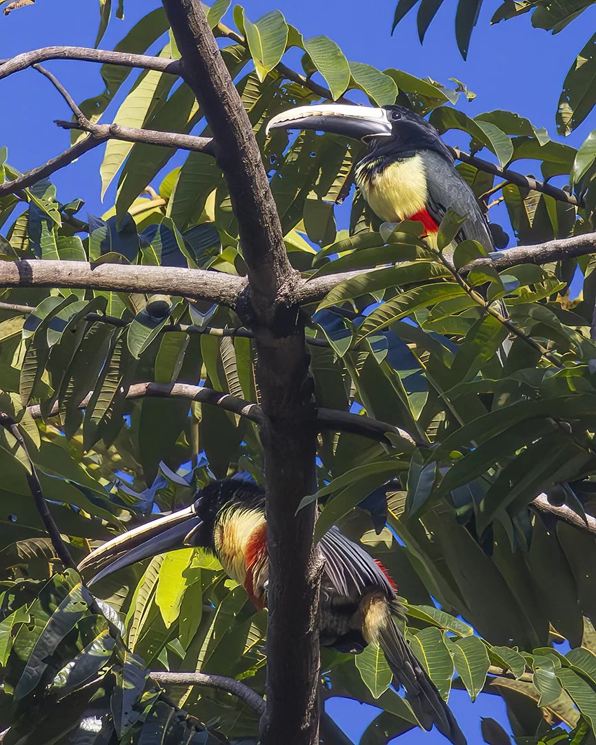 Black-necked Aracari